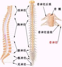 頸髓損傷