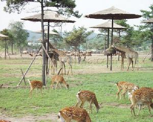 動物園