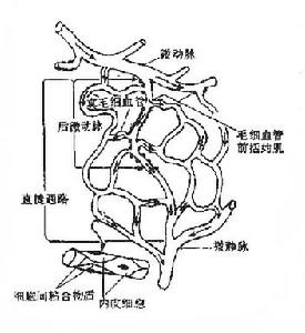 慢性腸系膜缺血