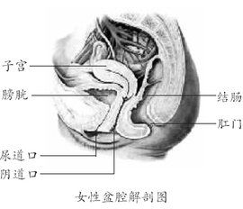 盆腔