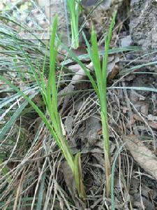 披針葉苔草