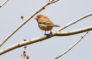 紫紅朱雀雄鳥