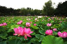 大連英歌石植物園