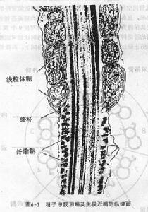 精子的結構