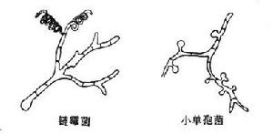 活細胞催化劑