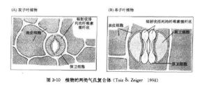 氣孔複合體