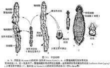 苔蘚蟲雙殼幼蟲