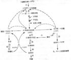 磷酸核糖焦磷酸