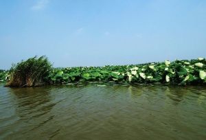 射陽湖荷園生態旅遊區