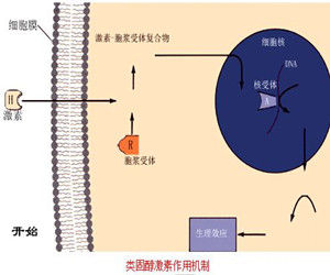 類固醇受體