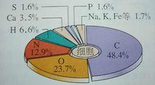 人體元素比例