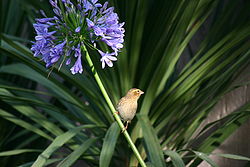 紅寡婦鳥