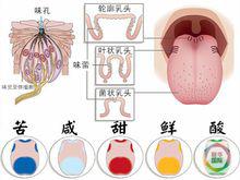 肥[第六種味覺]