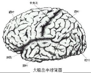 腦疲勞綜合症