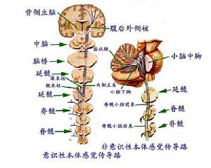 第一級神經元