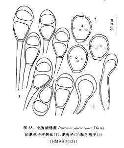 小孢柄鏽菌