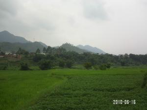 村民種植的農作物：花生以及水稻