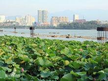 九江市花—荷花，圖為九江市甘棠湖荷花