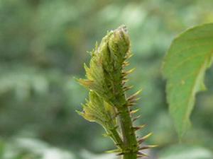 涌寶鎮樹頭菜