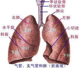 肺隔離症