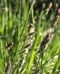 草原苔草