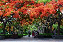 鳳凰花開的美景-圖冊