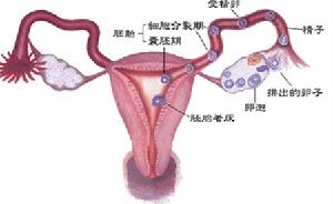 排卵過程