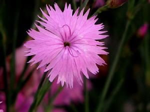 Dianthus chinensis