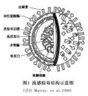 病毒分子圖