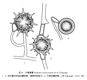 針棘腐霉