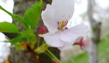 鹽城大洋灣櫻花園1