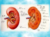 慢性小管間質性腎炎