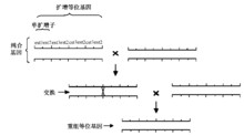 重組等位基因形成的