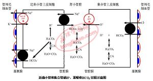 酸鹼平衡紊亂