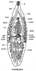 華支睪吸蟲