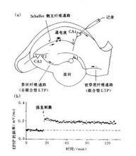 LTP的發現