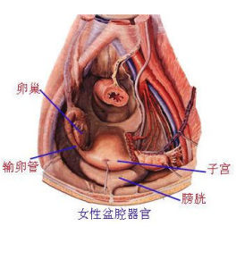 輸卵管不通