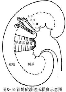 腎髓質囊性病