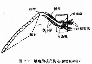 支角突