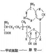 S-腺苷甲硫氨酸