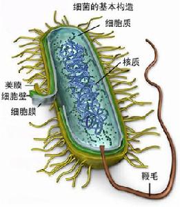 生物學[自然科學六大基礎學科之一]