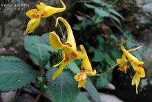 黃金鳳[鳳仙花科鳳仙花屬植物]