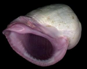 紫口珊瑚螺