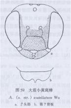 大盾小黃斑蜂