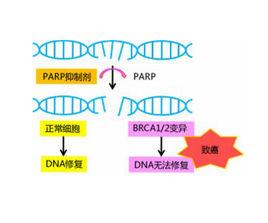 PARP抑制劑