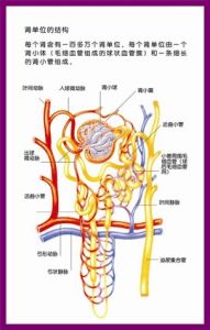 人體器官結構