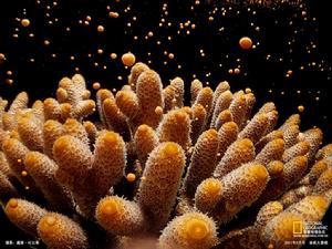 珊瑚礁繁殖