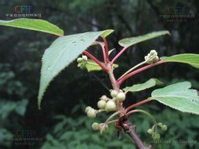 銀花藤山柳