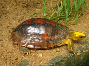 Yellow-headed box turtle