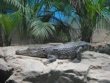 北京動物園兩棲爬行動物館動物